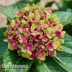 Hydrangea Macrophylla GLAM ROCK 'Horwack' -Fresh Planty Shop glam3
