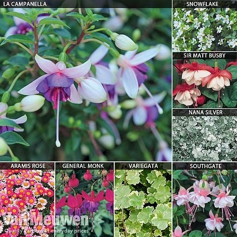 Hanging Basket Collection 1 Hanging Basket Collection