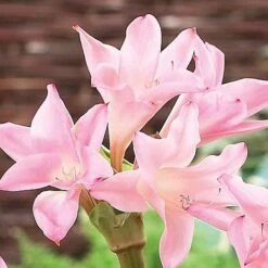 Amarcrinum Memoria-corsii 'Howardii' 6 Amarcrinum Memoria-corsii 'Howardii' -Fresh Planty Shop howard