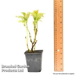 Hydrangea Macrophylla GLAM ROCK 'Horwack' -Fresh Planty Shop hydr