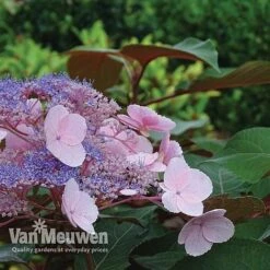 Hydrangea Aspera 'Hot Chocolate' -Fresh Planty Shop hyrdrangea hot chocolate2