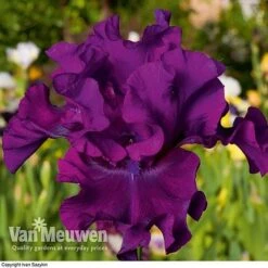 Iris Re-Blooming Collection -Fresh Planty Shop iris cantina