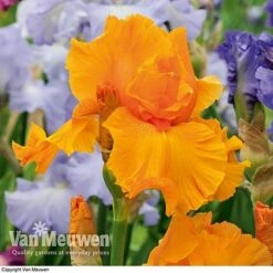 Iris Re-Blooming Collection -Fresh Planty Shop iris orangeharvest