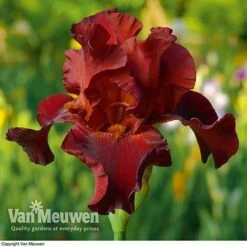 Iris Re-Blooming Collection -Fresh Planty Shop iris passthewine