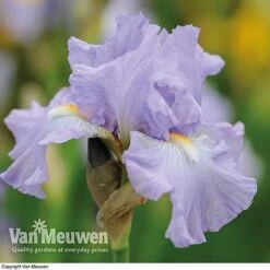 Iris Re-Blooming Collection -Fresh Planty Shop iris victoriafalls