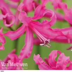 Nerine Bowdenii Collection -Fresh Planty Shop isabel