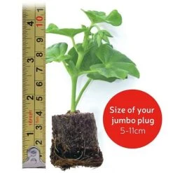 Giant Geranium Bumper Collection 13 Giant Geranium Bumper Collection -Fresh Planty Shop jumboplugsize8