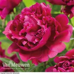Peony Collection -Fresh Planty Shop karl rosenfield