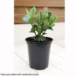 Gardenia Jasminoides 'Kleim's Hardy' 5 Gardenia Jasminoides 'Kleim's Hardy' -Fresh Planty Shop kleims example