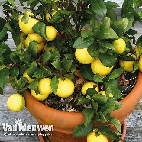 Fruit Meyer Lemon 2 Fruit Meyer Lemon - Image 2