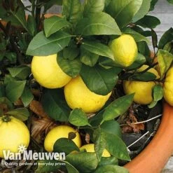 Fruit Meyer Lemon 7 Fruit Meyer Lemon -Fresh Planty Shop lemo 64680v c