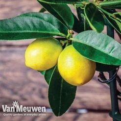 Fruit Meyer Lemon 8 Fruit Meyer Lemon -Fresh Planty Shop lemo 64680v d
