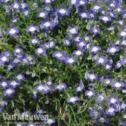 Lobelia 'Waterfall Ice Blue' -Fresh Planty Shop lob waterfall 2