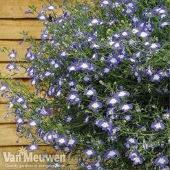 Lobelia 'Waterfall Ice Blue' -Fresh Planty Shop lob waterfall 4