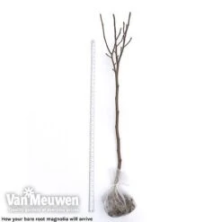 Magnolia 'Red Lucky' 10 Magnolia 'Red Lucky' -Fresh Planty Shop magnolia arrival