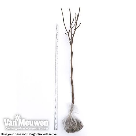 Magnolia 'Red Lucky' 5 Magnolia 'Red Lucky' - Image 5