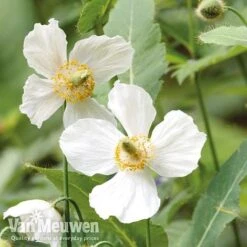 Meconopsis 'Union Jack' Collection -Fresh Planty Shop meco
