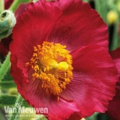 Meconopsis 'Union Jack' Collection -Fresh Planty Shop meco3