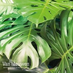 Monstera Deliciosa (House Plant) -Fresh Planty Shop mons vka2925 c