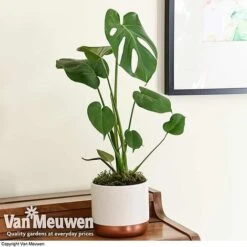 Monstera Deliciosa (House Plant) -Fresh Planty Shop mons vka2925 d