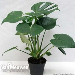 Monstera Deliciosa (House Plant) -Fresh Planty Shop mons vka2925 f