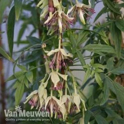 Clematis Napaulensis 6 Clematis Napaulensis -Fresh Planty Shop nap