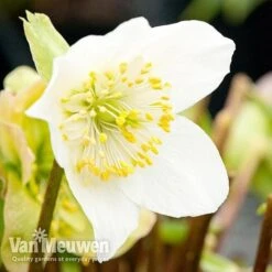 Hellebore 'Christmas Rose' -Fresh Planty Shop niger