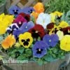 Pansy 'Universal Mixed' F1 Hybrid