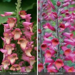 Perennial Foxglove Collection