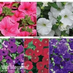 Petunia Surfinia® Collection -Fresh Planty Shop petu 60645 main