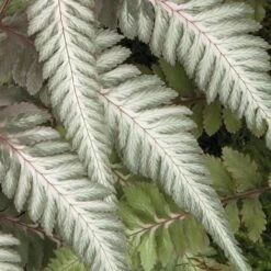 Fantastic Fern 'Pewter Lace' -Fresh Planty Shop pewter21