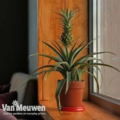 Pineapple Plant 11 Pineapple Plant -Fresh Planty Shop pine v80761 b