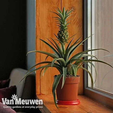 Pineapple Plant 5 Pineapple Plant - Image 5