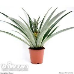 Pineapple Plant 12 Pineapple Plant -Fresh Planty Shop pine v80761 c