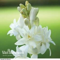 Polianthes Tuberosa 'The Pearl' 6 Polianthes Tuberosa 'The Pearl' -Fresh Planty Shop polianth tub1