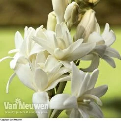 Polianthes Tuberosa 'The Pearl' 7 Polianthes Tuberosa 'The Pearl' -Fresh Planty Shop polianth tub2