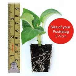 Petunia Surfinia® Collection -Fresh Planty Shop postiplugsize