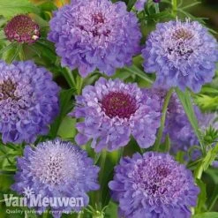 Garden Ready Perennial Collection 7 Garden Ready Perennial Collection -Fresh Planty Shop scabiosa