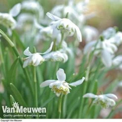 Snowdrops In The Green (Double Flowered) -Fresh Planty Shop snow v18342 d