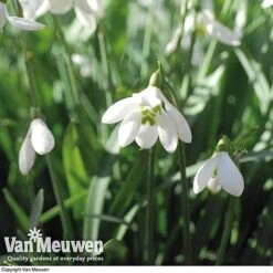Snowdrops In The Green (Double Flowered) -Fresh Planty Shop snow v18342 e