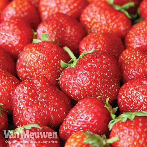 Strawberry 'Elsanta' (Pre-planted Baskets) 2 Strawberry 'Elsanta' (Pre-planted Baskets) - Image 2