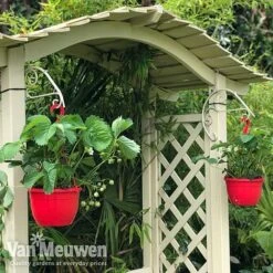 Strawberry 'Elsanta' (Pre-planted Baskets) 11 Strawberry 'Elsanta' (Pre-planted Baskets) -Fresh Planty Shop strawberr