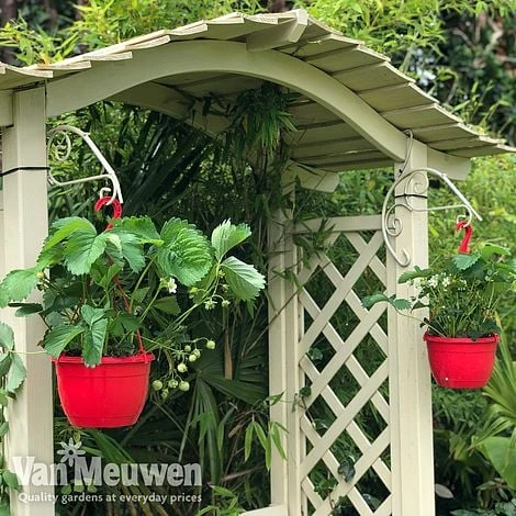 Strawberry 'Elsanta' (Pre-planted Baskets) 5 Strawberry 'Elsanta' (Pre-planted Baskets) - Image 5