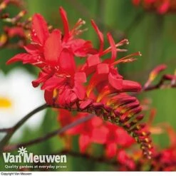 Summer Colour Bulb Collection -Fresh Planty Shop summer bulb V46129 e