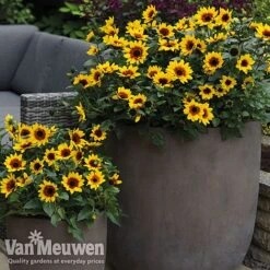 Sunflower SunBelievable™ 'Brown Eyed Girl' 7 Sunflower SunBelievable™ 'Brown Eyed Girl' -Fresh Planty Shop sunb