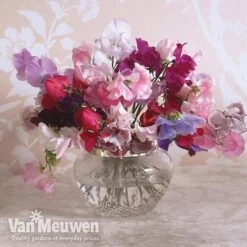 Sweet Pea 'Sweet Dreams Mixed' -Fresh Planty Shop sweet5