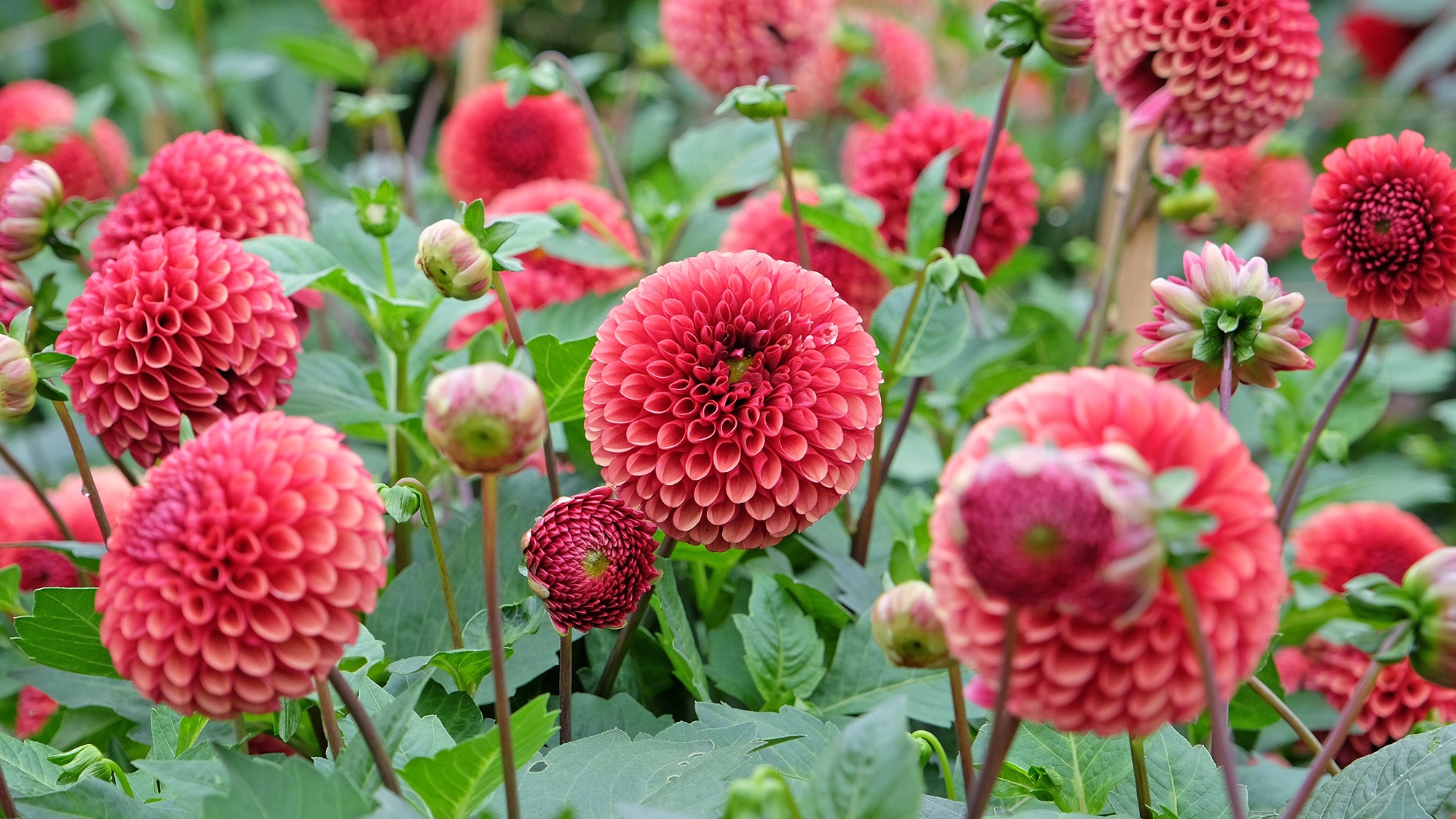 Fresh Planty Shop -Fresh Planty Shop tai