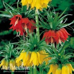 Fritillaria Imperialis 'Collection' 5 Fritillaria Imperialis 'Collection' -Fresh Planty Shop vfrit duo