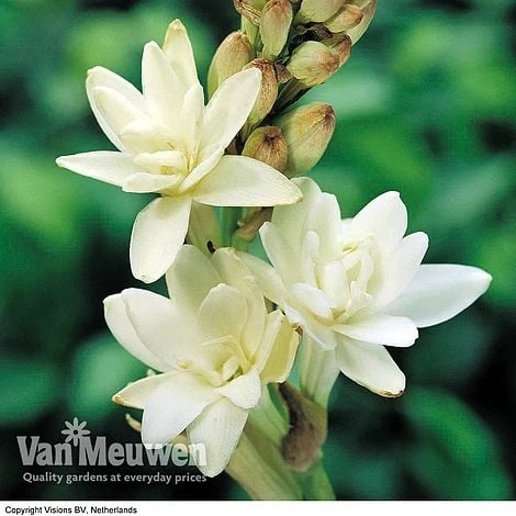 Polianthes Tuberosa 'The Pearl' 2 Polianthes Tuberosa 'The Pearl' - Image 2