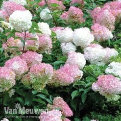 Hydrangea Paniculata 'Vanille Fraise' 14 Hydrangea Paniculata 'Vanille Fraise' -Fresh Planty Shop vmvan6